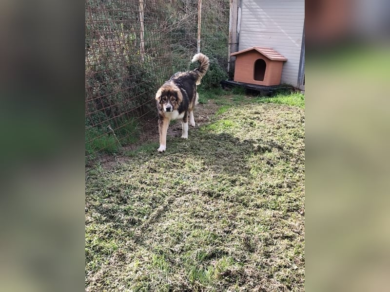 Leo - Leo, Du Löwe, schüttle Deine Mähne!