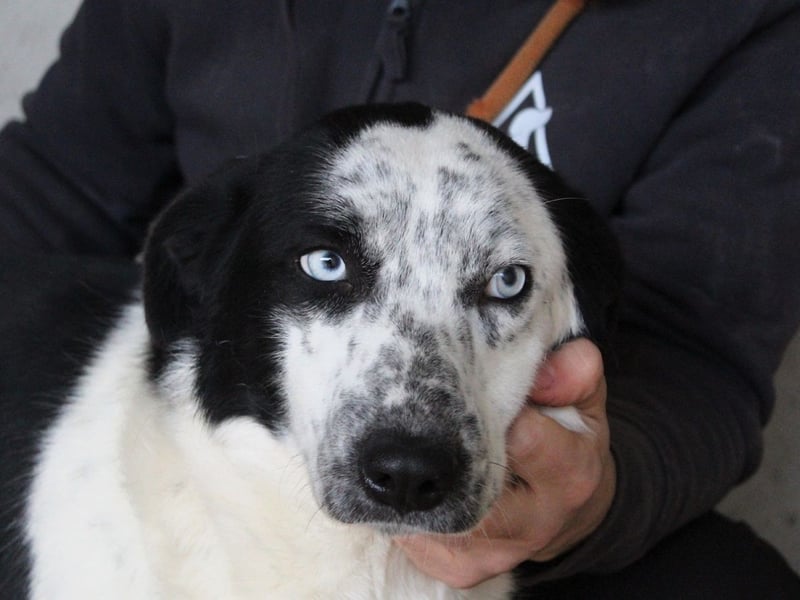 Nyxiel - Die schönsten Augen