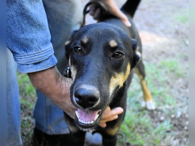 Domitia - neugierige Junghündin mit sanftem Wesen