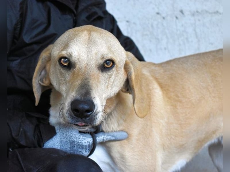 Wiper - Möchte die Welt im Sturm erobern