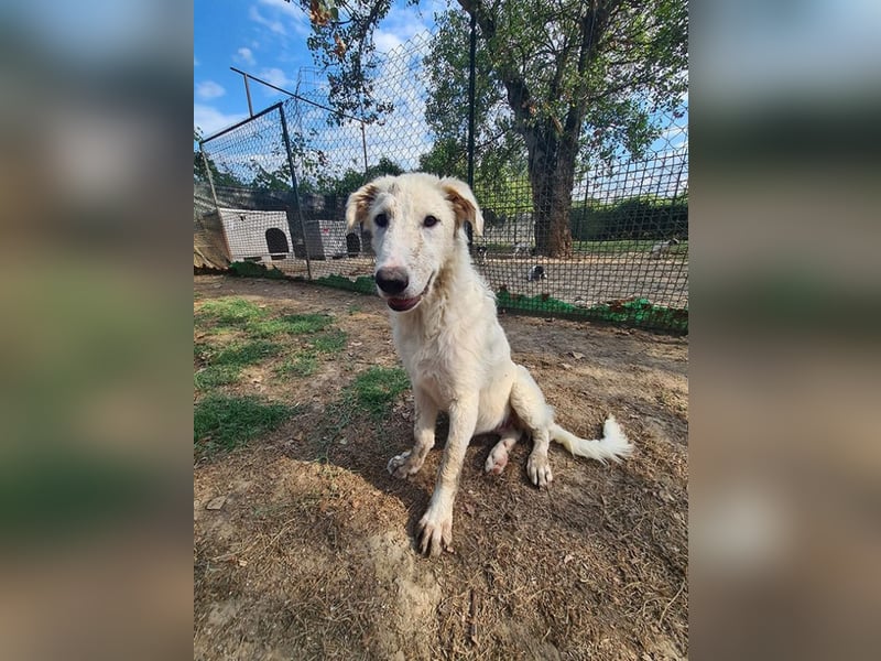 Tonia - (Dringend Pflegestelle oder Zuhause gesucht) Bereit Herzen im Sturm zu erobern