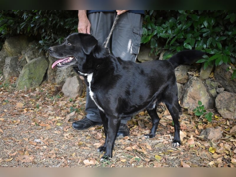 Brogan - Unser Lieblingslabradorpanther - vielleicht bald Ihrer?