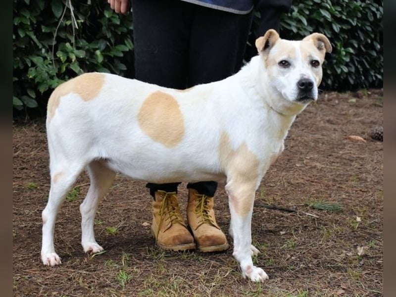 Ivetta - Hat ihr Herz zu verschenken