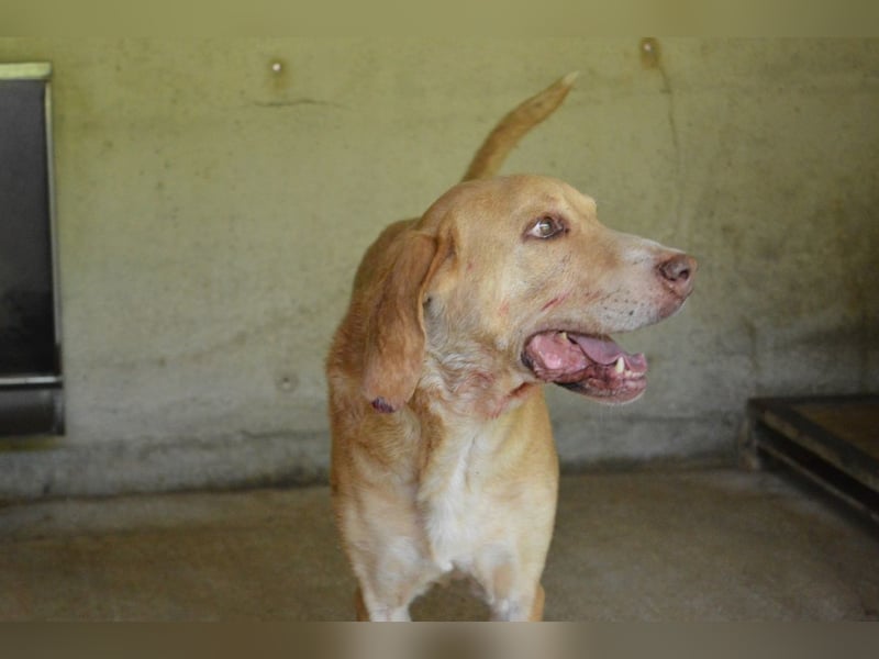 Dioneo - NOTFALL - Zeit heilt hier nichts