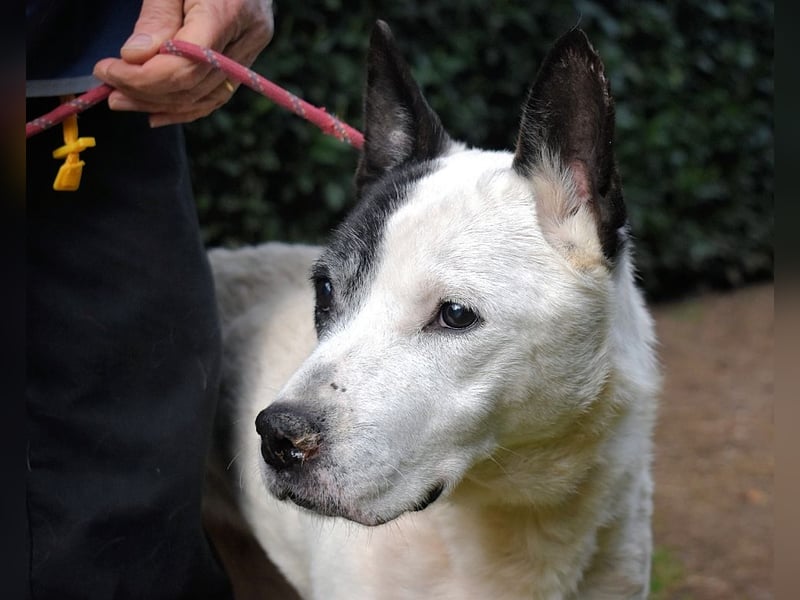 Camellia - Notfall - Was wäre gewesen, wenn ...