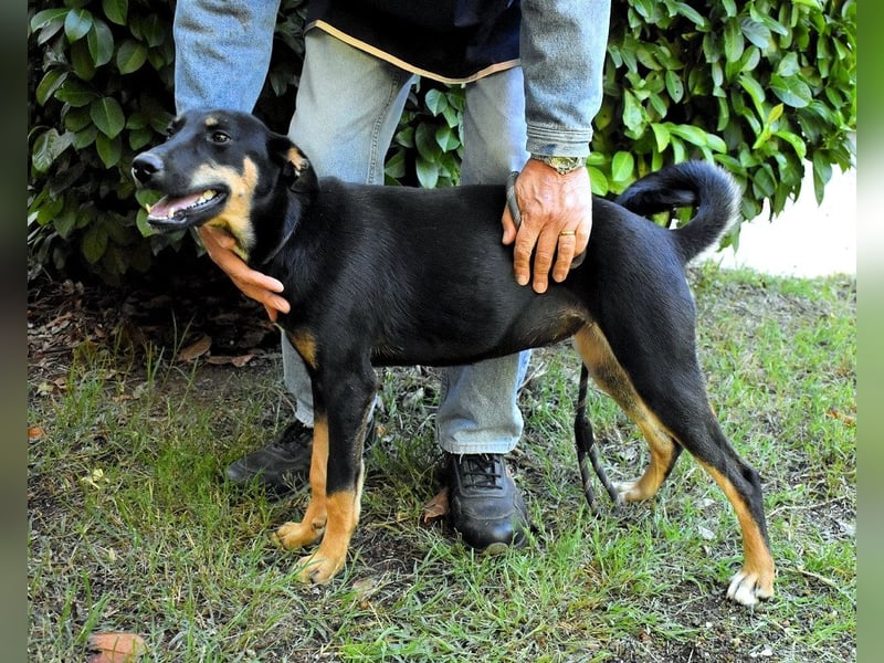 Domitia - neugierige Junghündin mit sanftem Wesen