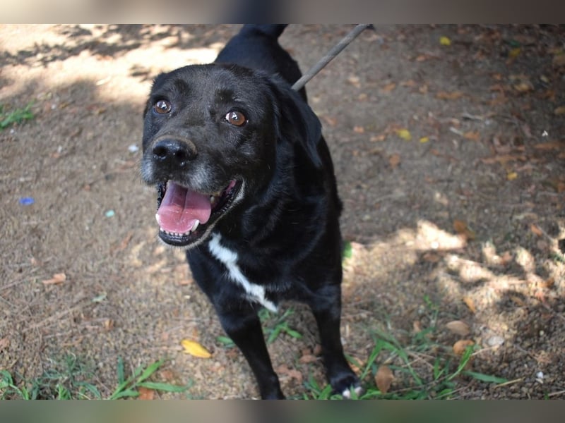 Brogan - Unser Lieblingslabradorpanther - vielleicht bald Ihrer?