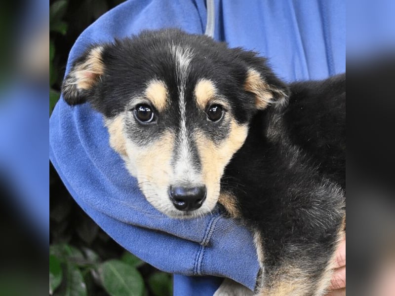 Oliverio - ohne Anklage hinter Gittern