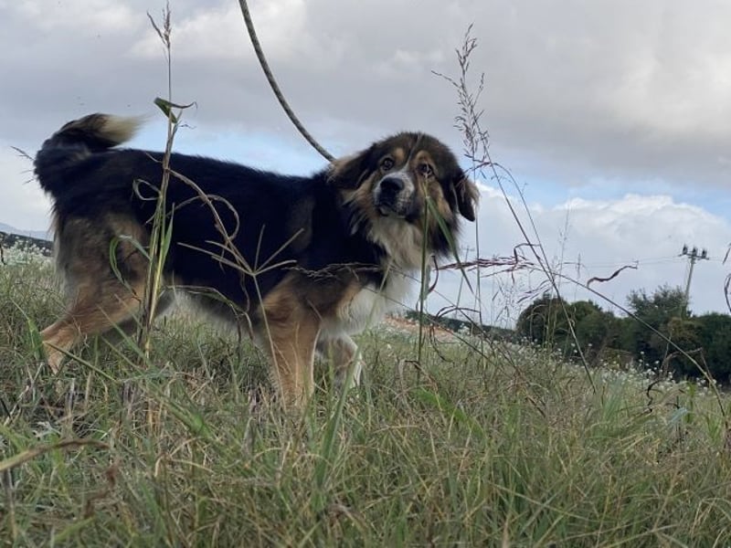 Leo - Leo, Du Löwe, schüttle Deine Mähne!