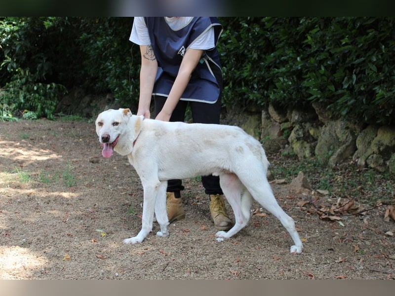 Ludoviko - Gipfelstürmer