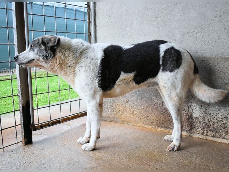 Cadden - Was Zeit mit einem Hund macht