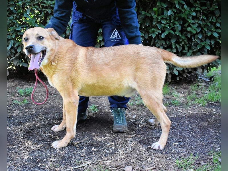 Cesny - Noch ist es nicht zu spät, aber es wird höchste Zeit!