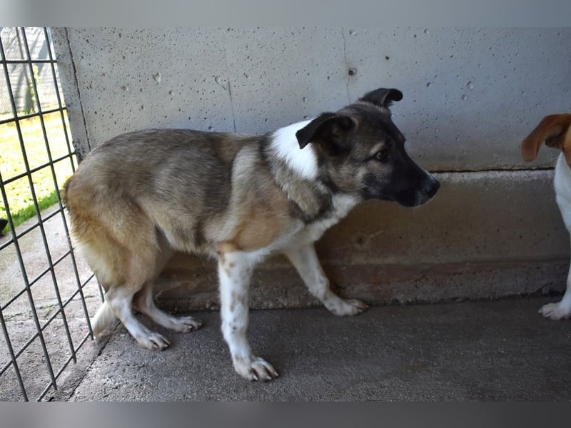 Quorivah - Kleines Hundemädchen, was nun?