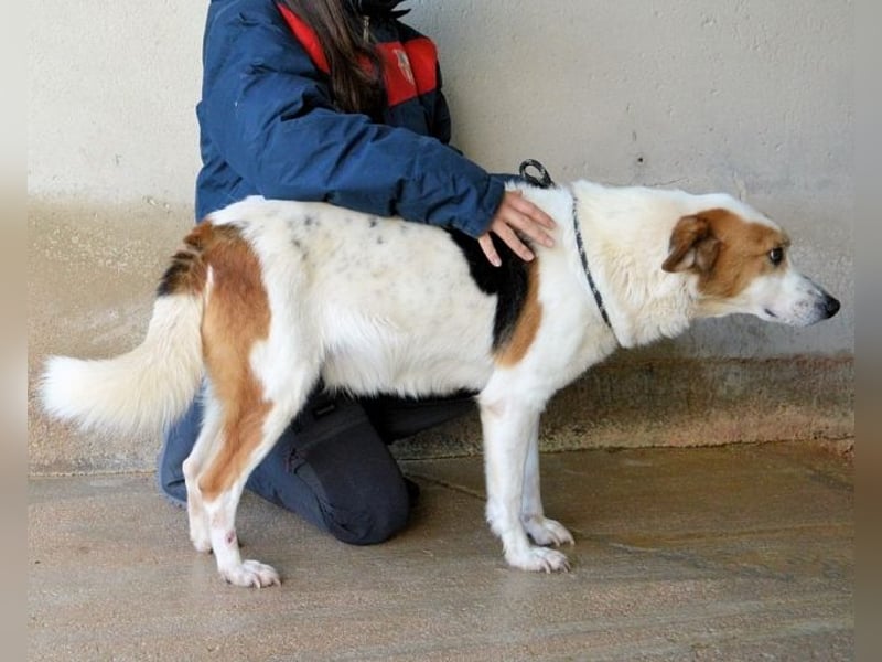 Elpidius - Ein Ziel ohne Plan bleibt nur ein Wunsch