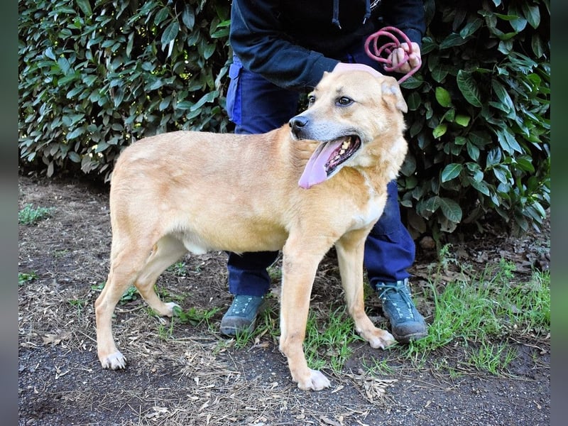 Cesny - Noch ist es nicht zu spät, aber es wird höchste Zeit!