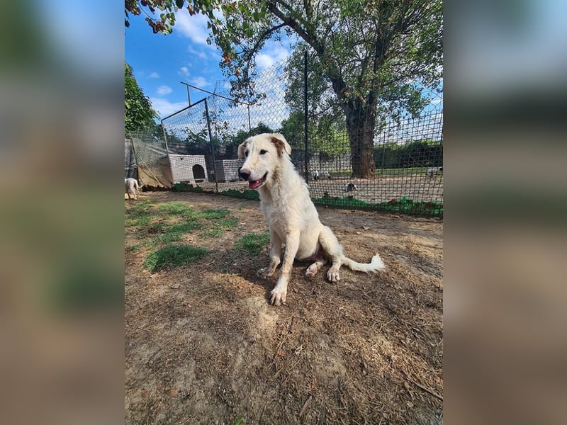 Tonia - (Dringend Pflegestelle oder Zuhause gesucht) Bereit Herzen im Sturm zu erobern