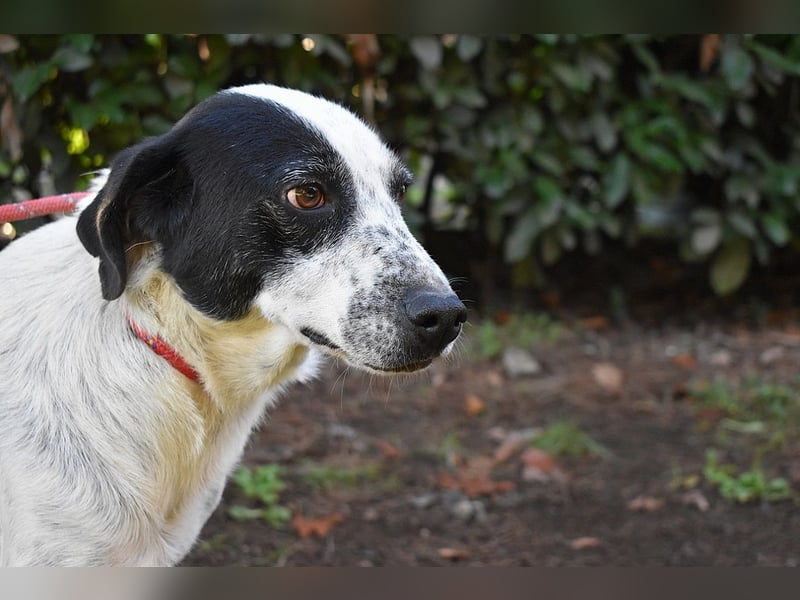Kileo - ...Sternenstaub, wo bist du?
