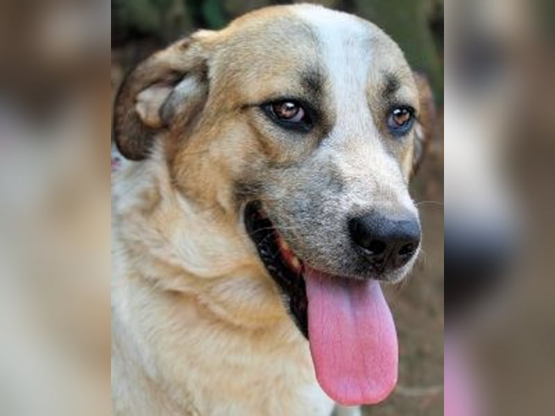 Solidea - 744 Stunden