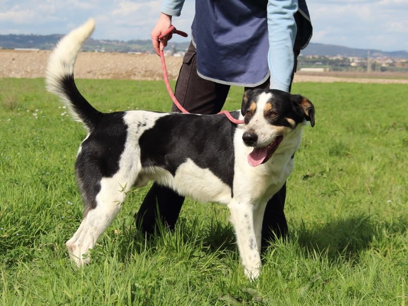 Lillo - Intelligentes Energiebündel sucht Sportsfreunde