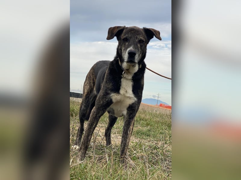 Lola - Das Herz hat seine Gründe