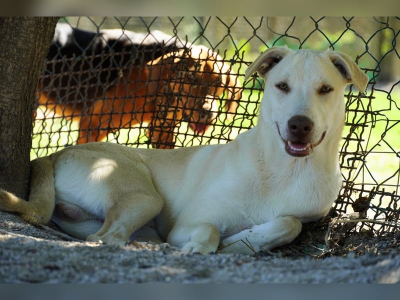Titanio - er findet seinen Weg
