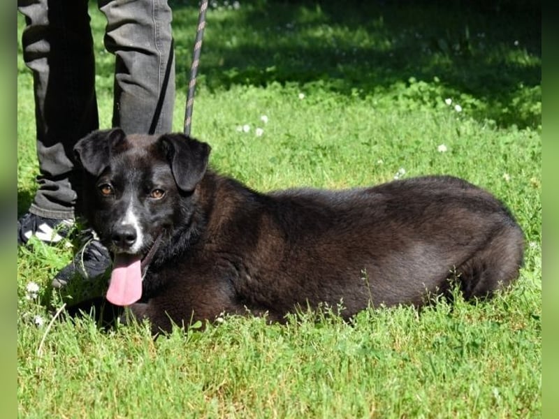 Mansour - einer unter 700 im Hundelageralltag