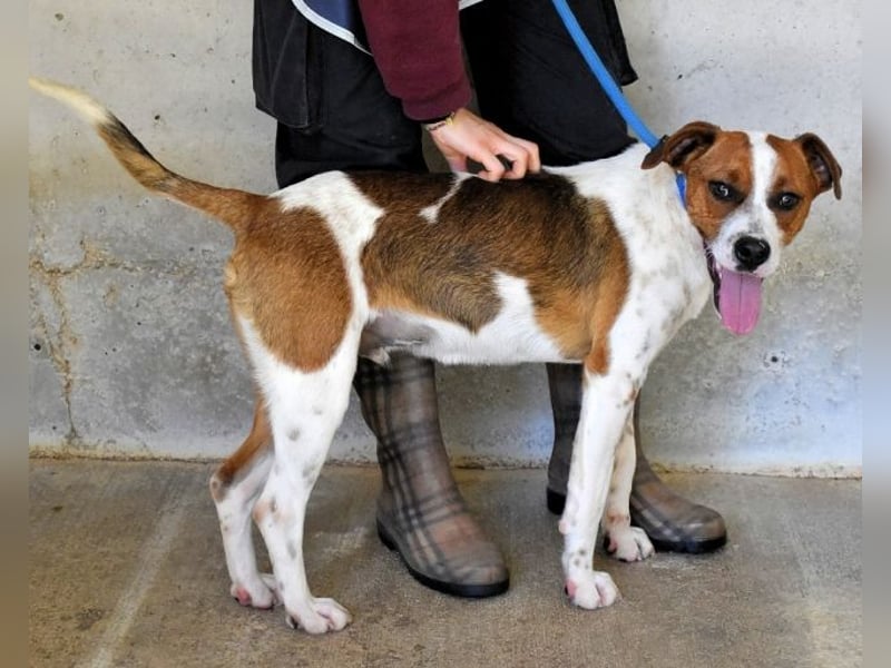 Olli - Quirliges Hundekind braucht dringend Familie