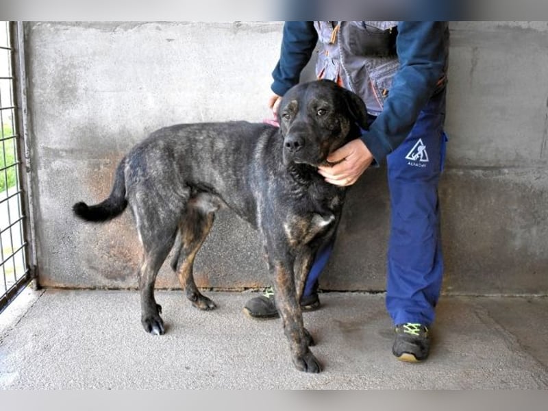 Rochus - Gestromte Liebe zu vergeben