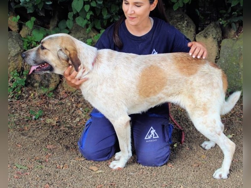 Solidea - 744 Stunden