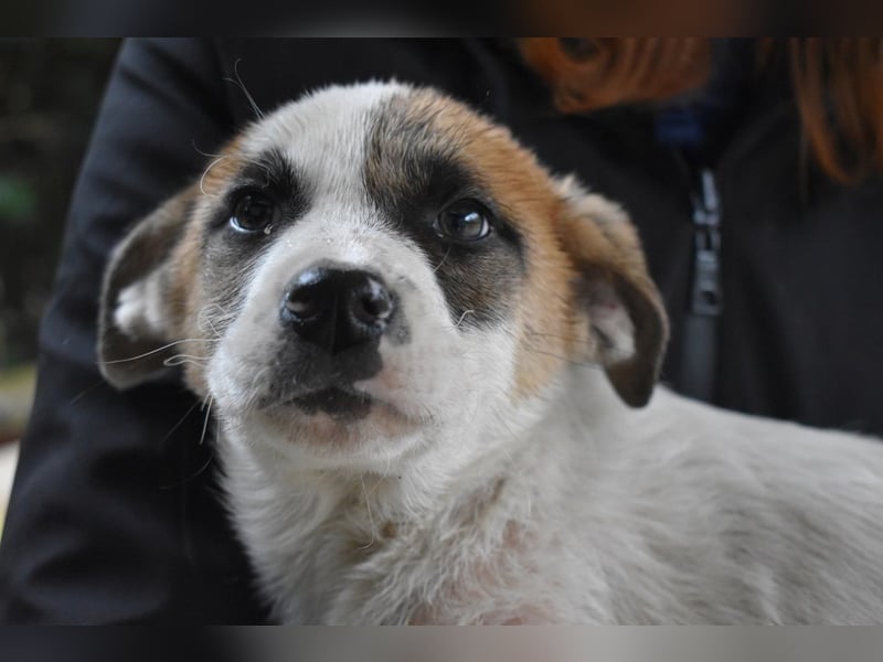 Elenio - SOS - Dringend neue Pflegestelle oder ein Zuhause gesucht - Ein leuchtendes Fellknäuel