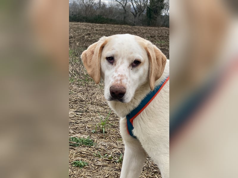 Peppino - (Dringend Zuhause oder Pflegestelle gesucht) Die Welt ist groß, ich will sie mit dir sehen