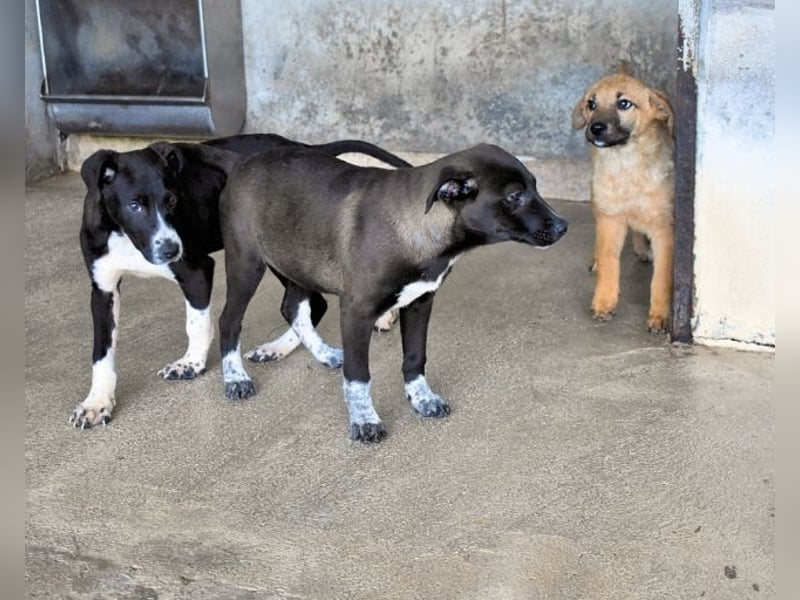 Mivelle - Es soll DEIN Leben werden