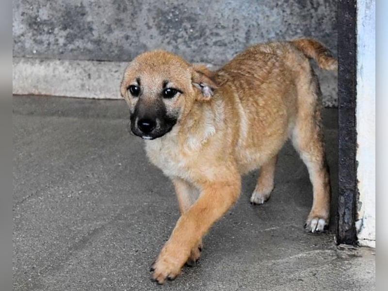 Mivelle - Es soll DEIN Leben werden