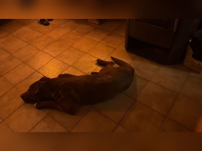 Birdy - Nähe, Liebe, Geborgenheit? das ist sein größter Wunsch