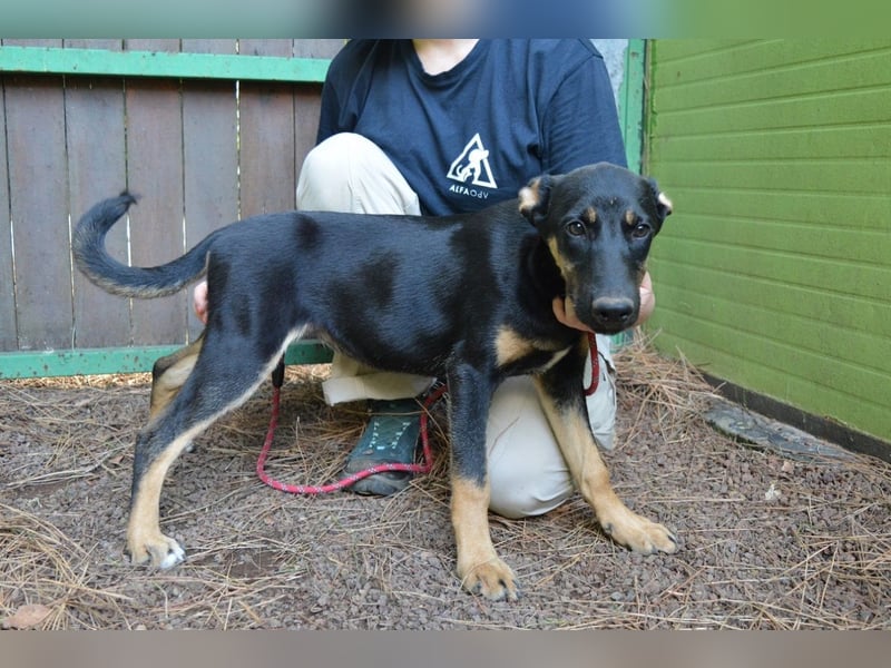 Drifa - vorsichtiges Hundemädchen auf der Suche nach Geborgenheit