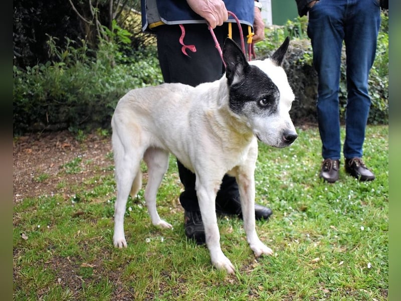 Camellia - Notfall - Was wäre gewesen, wenn ...