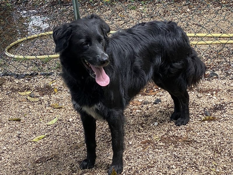 Ibiza - (Dringend Zuhause oder Pflegestelle gesucht) möchte auch ein Fleißkärtchen...