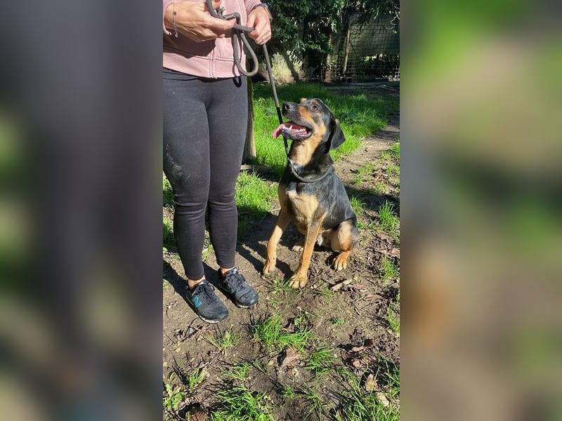 Robin - (Dringend Zuhause oder Pflegestelle gesucht) Ein unbeschriebenes Blatt...