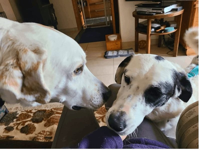 Marni - Dieses Herz hat schon zu lange gewartet