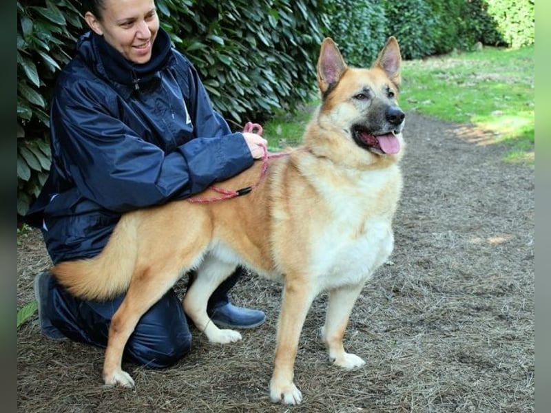 Oddy - Der "Seltsame" mit den Bernsteinaugen