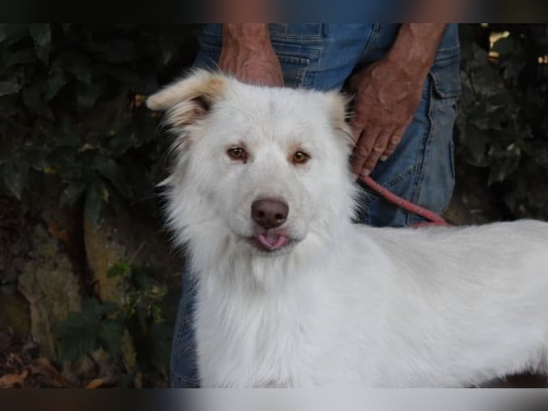 Roxanna - Die Ware Hund