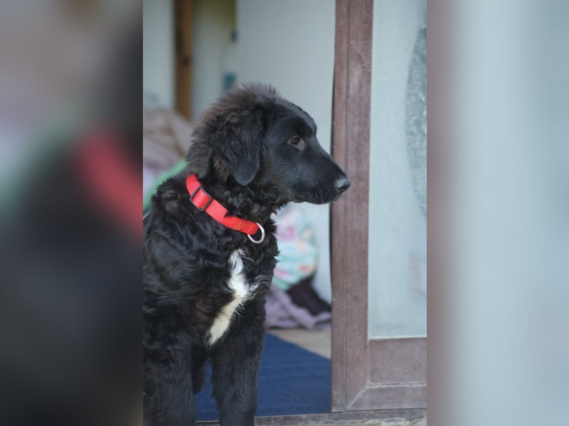 Thor - bereit für sein ganz persönliches Donnerwetter an Liebe