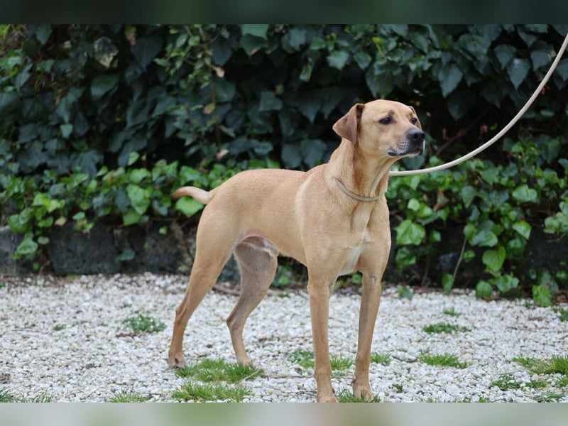 Jasper - Warten auf den einen Menschen