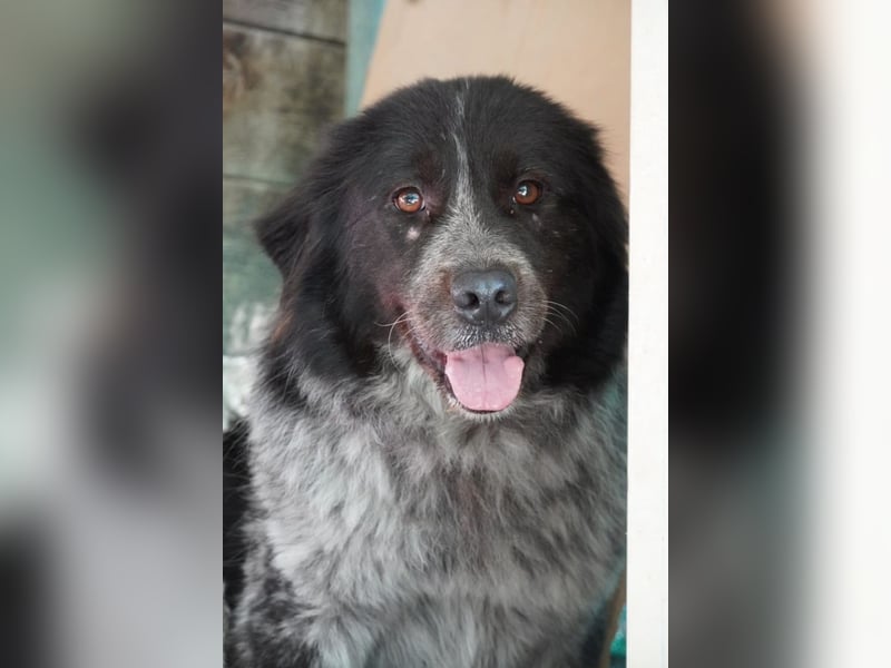 Olivia - Schüchterne Schönheit sucht neue Hunde-Menschen-Familie