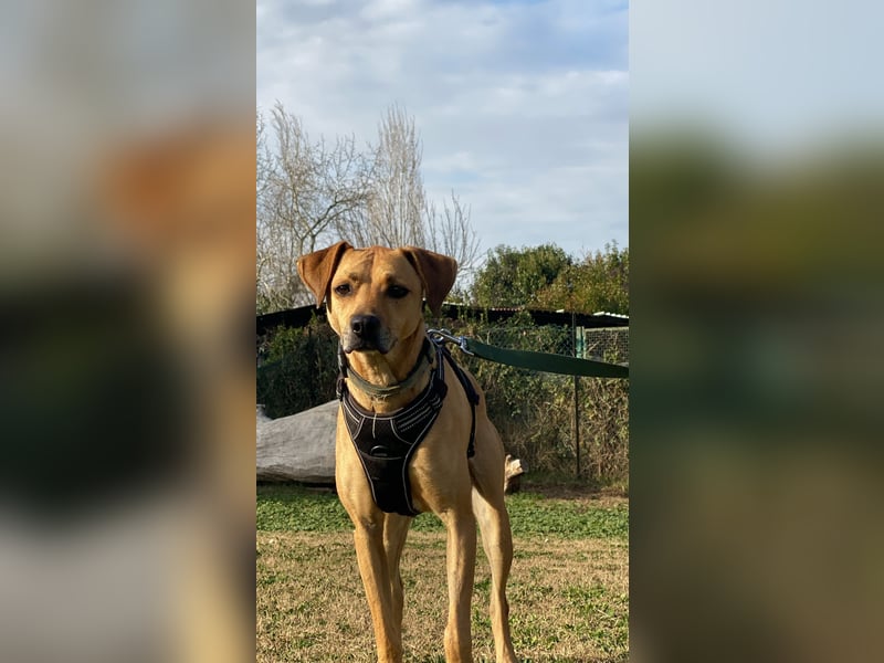 Jasper - Warten auf den einen Menschen