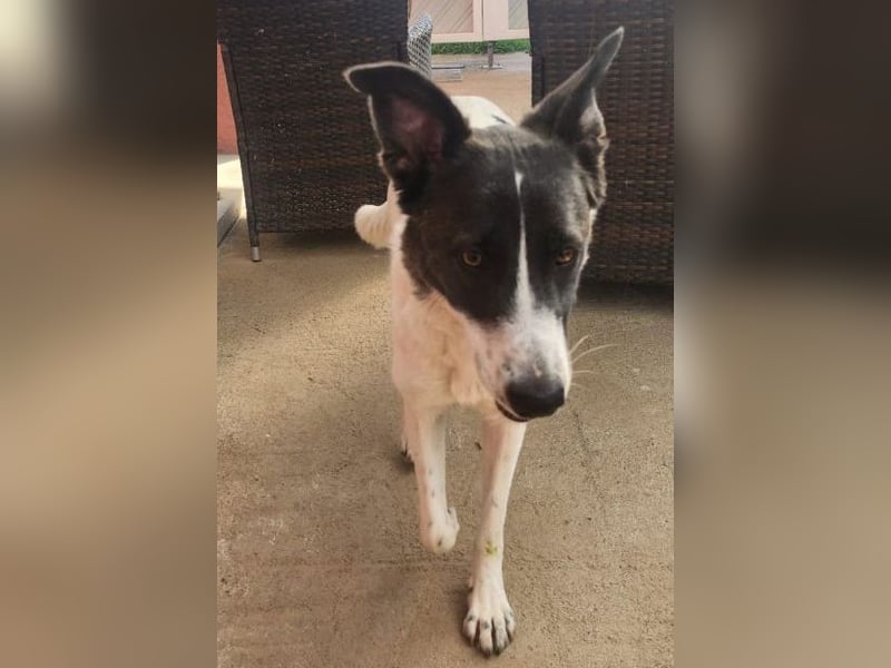 Fioretta - Notfall - 2. Lebensglück gesucht