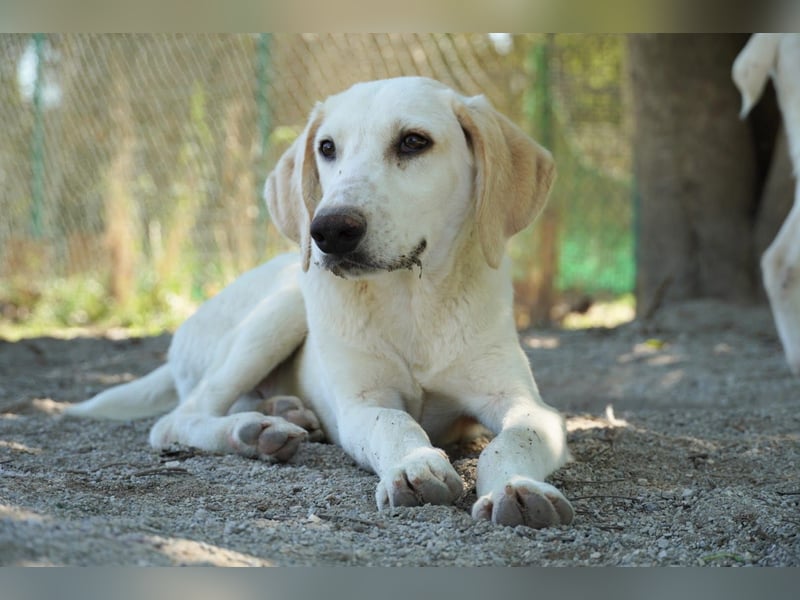 Peppino - (Dringend Zuhause oder Pflegestelle gesucht) Die Welt ist groß, ich will sie mit dir sehen