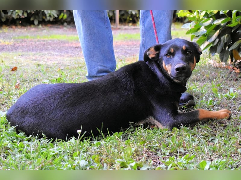Djamica - fröhliche Junghündin mit offenem Herzen