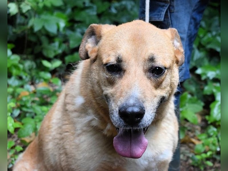 Cesny - Noch ist es nicht zu spät, aber es wird höchste Zeit!