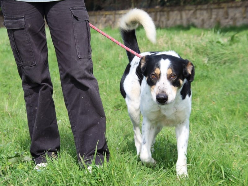 Lillo - Intelligentes Energiebündel sucht Sportsfreunde